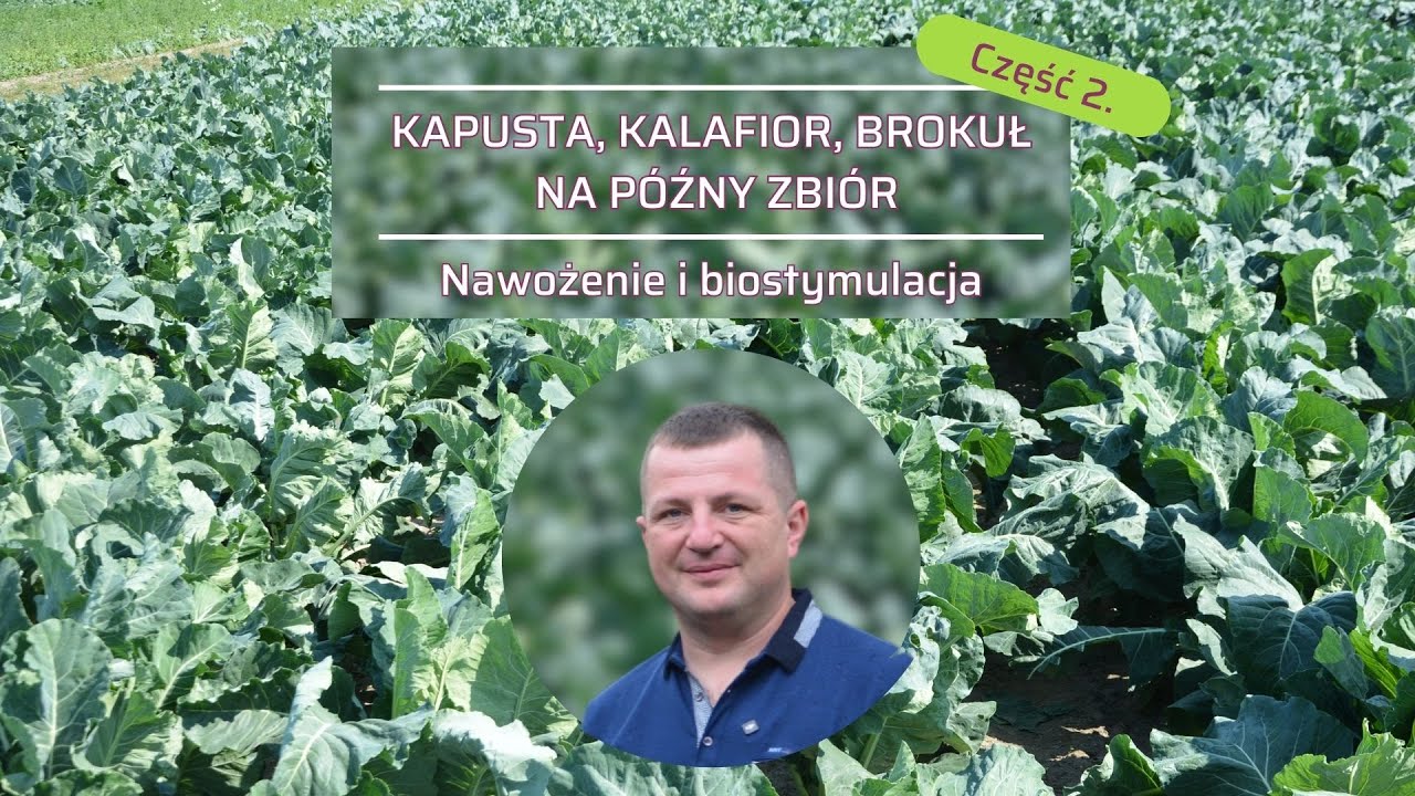 Warzywa kapustne na późny zbiór (cz. 2). Nawożenie posypowe i dolistne oraz biostymulacja