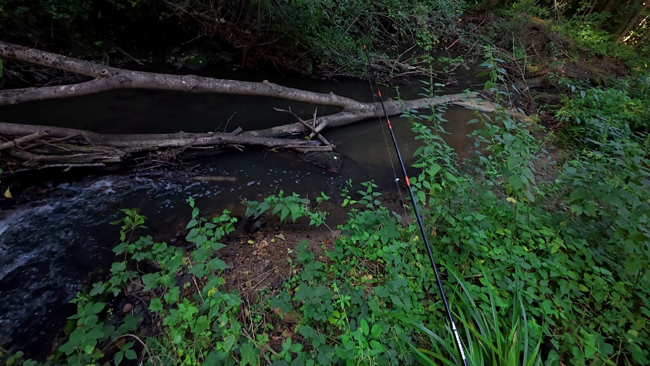 Une pêche simple et efficace : truite au vers de terre en ruisseau