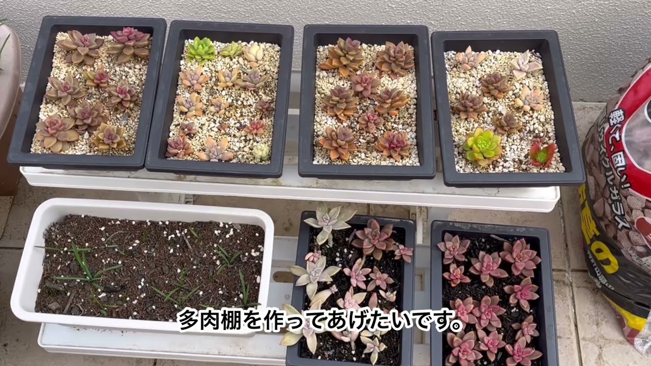 2026/1/6 多肉と果樹