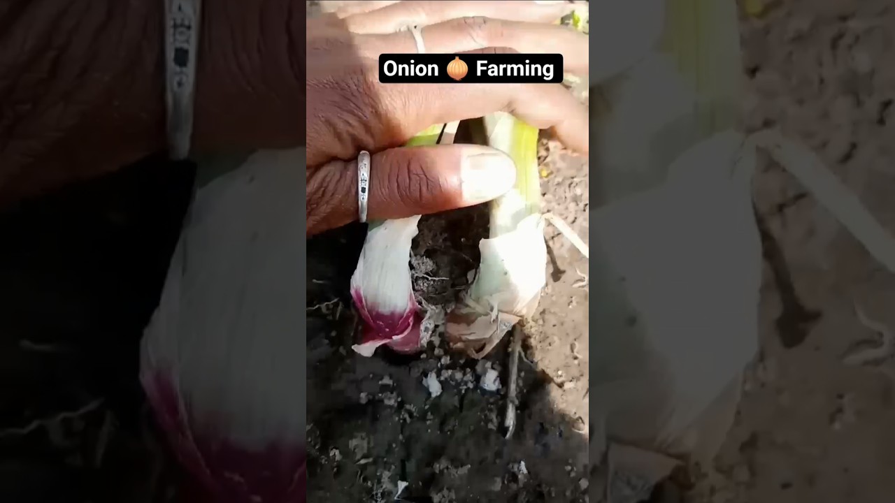 Tricks to grow bigger onions 🧅 Farming video #smartfarming #gardentips #organicfarming #shorts