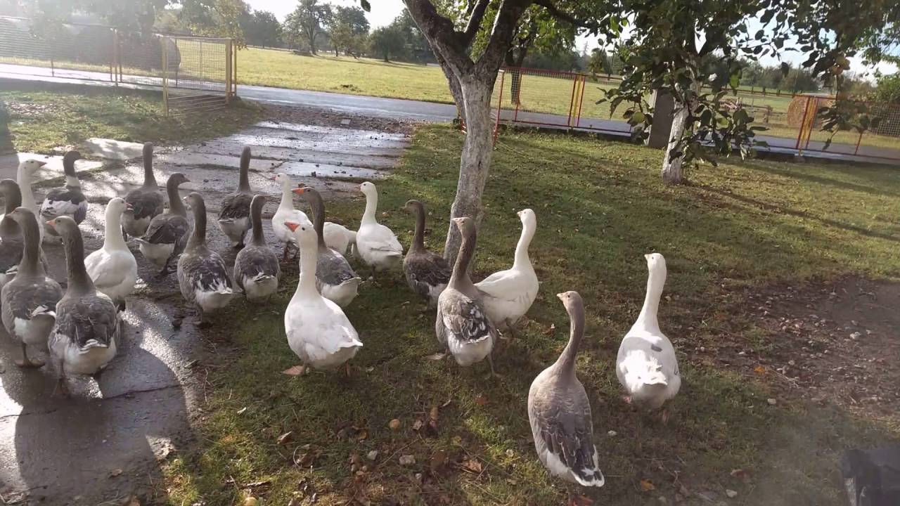 Husy jdou na pastvu a potvory zlob&iacute;