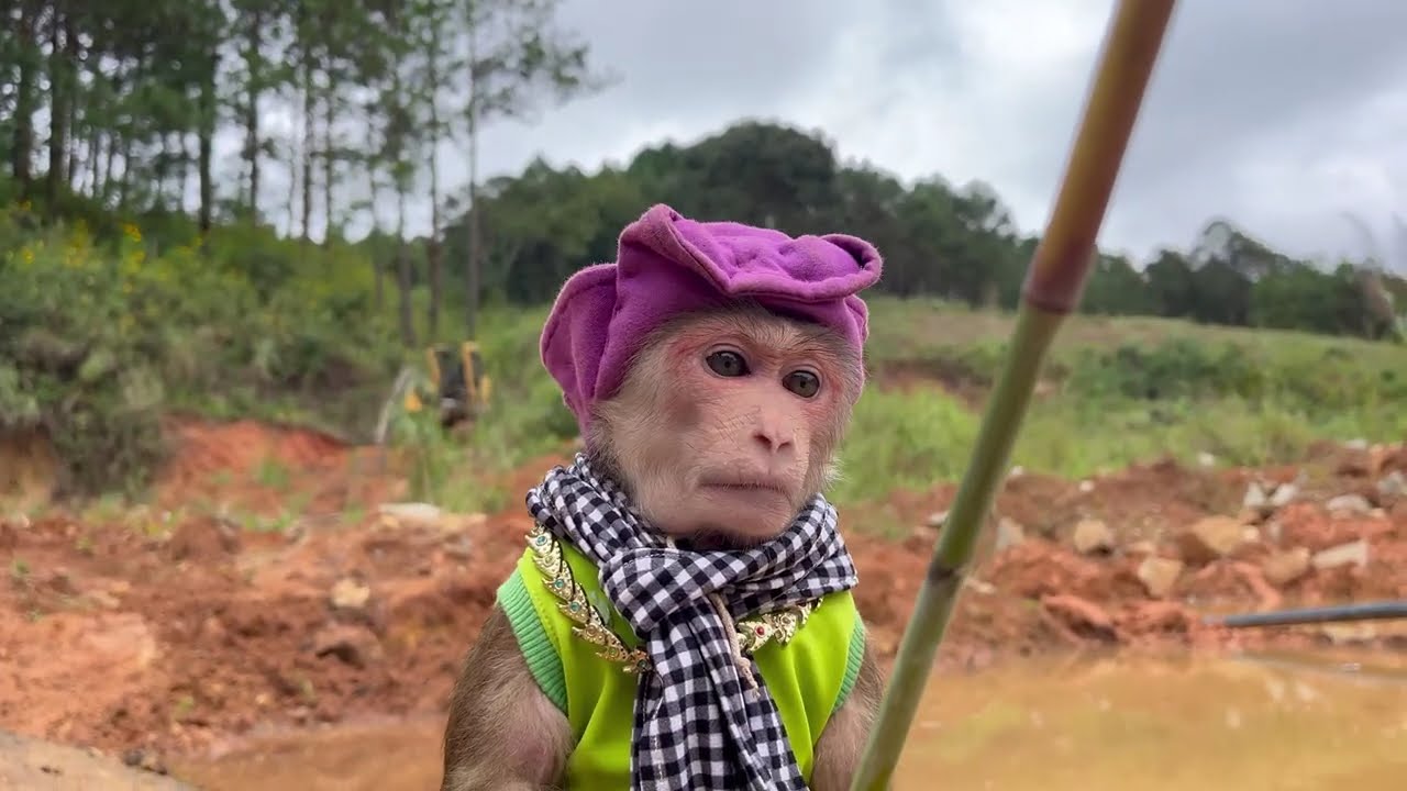 Smart monkey Max goes fishing to feed dogs Bi and Bo.