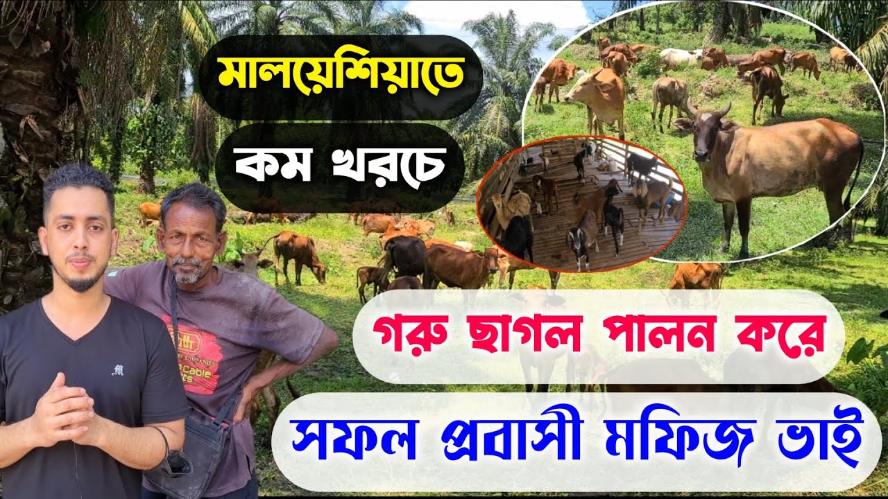 মালয়েশিয়তে কম খরচে গরু ছাগল পালন করে সফল, প্রবাসী মফিজ ভাই