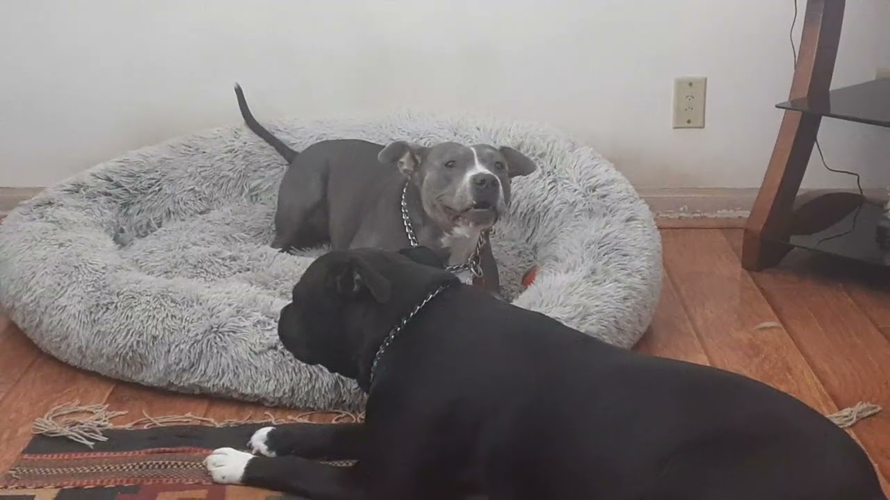 Gypsy n Raine ❤️🐾 before dinner, Saturday 