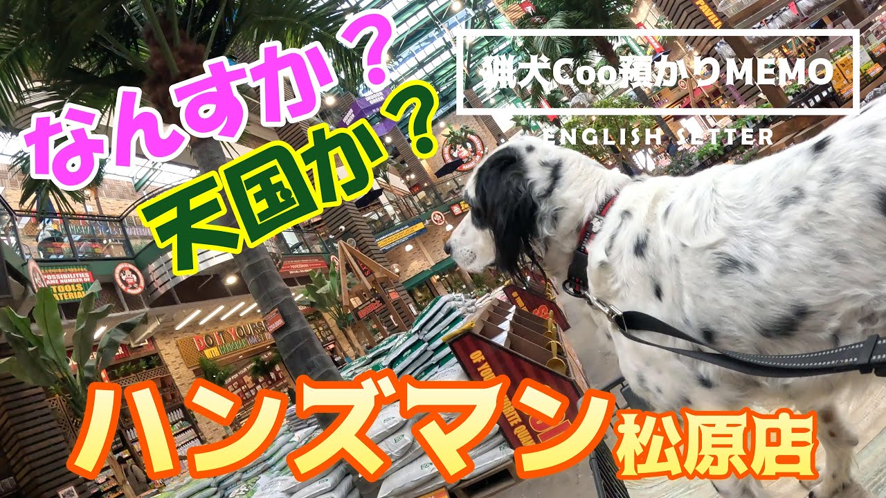 巨大テーマパーク？！ワンコと行く、ハンズマン松原店　巨大ホームセンターのテーマパーク感にテンションMAX　イングリッシュセッター