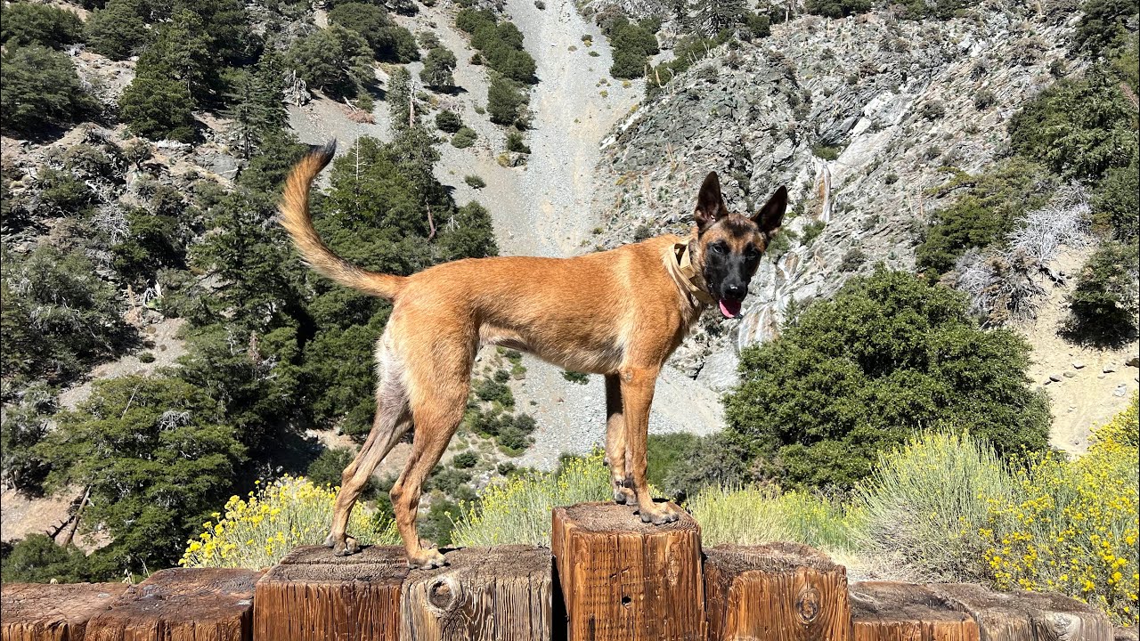 Hiking With My Belgian Malinois