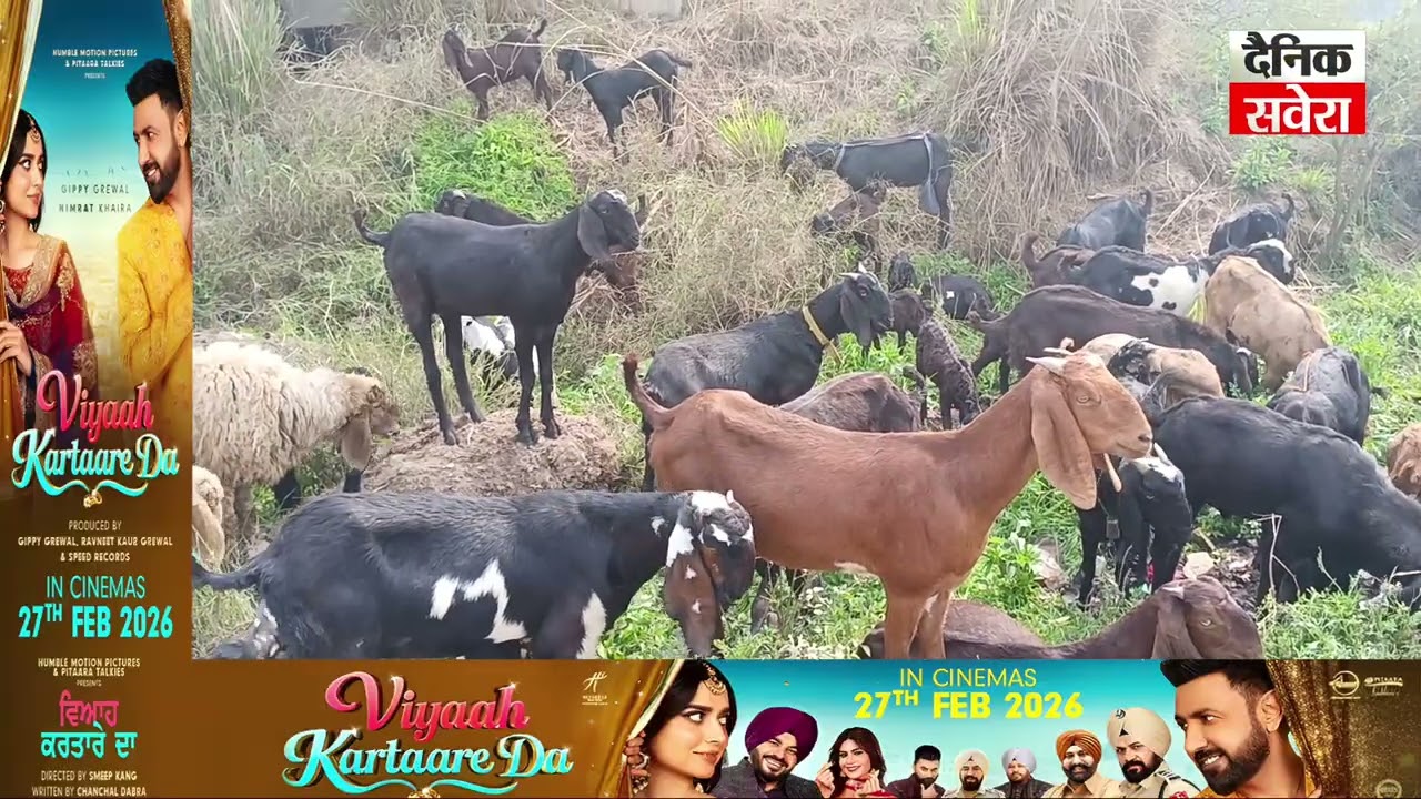 ਡੇਰਾ ਬਾਬਾ ਨਾਨਕ ਦੇ ਬੱਕਰੀ ਚਾਰਨ ਵਾਲੇ ਵਿਅਕਤੀ ਦਾ ਦਾਅਵਾ, ਸਾਡੇ ਕੋਲ ਆਉਣ ਨਾਲ 2 ਦਿਨਾਂ 'ਚ ਸੈੱਲ ਹੋਣਗੇ ਪੂਰੇ