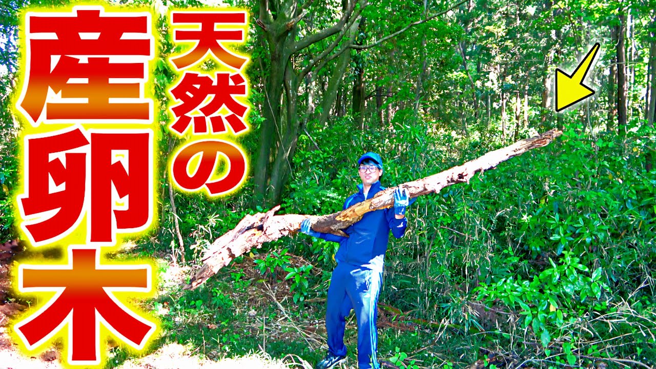 雑木林開拓中に見つけた巨大な朽木を割ってみたら大興奮しっぱなしだった