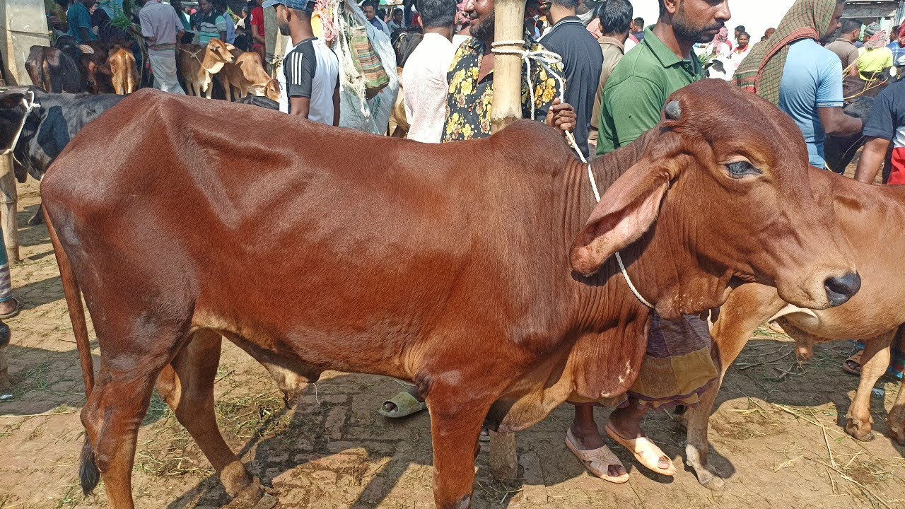 দেশের অন্যতম বৃহত্তর যশোর সাতমাইল হাট থেকে ষাঁড় বাছুর গরুর দাম জানুন ।।
