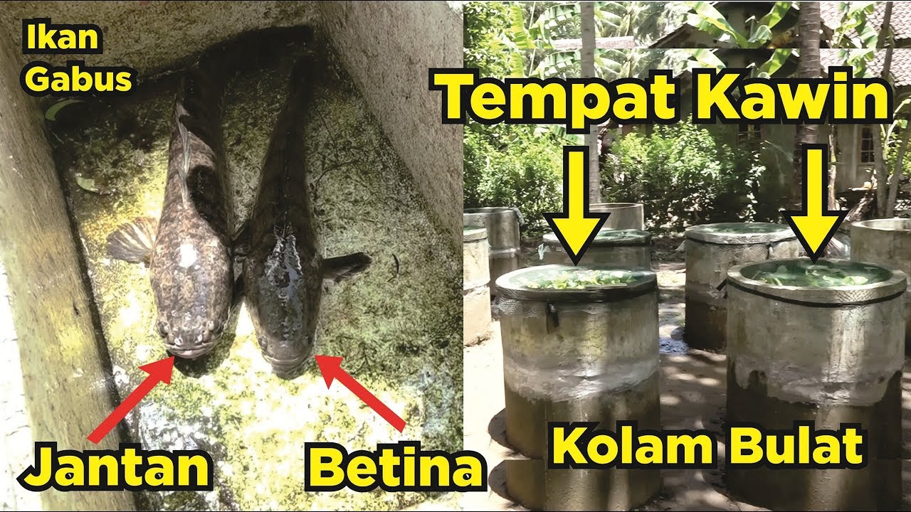 Cara Pemijahan Ikan Gabus Di Kolam | Mengawinkan Ikan Gabus Di Kolam | Budidaya Ikan Gabus Part 2