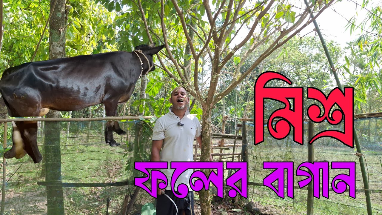 মিশ্র ফলের বাগান | এক জায়গায় নানা ফল চাষের সম্পূর্ণ গাইড 🍎🥭🍌