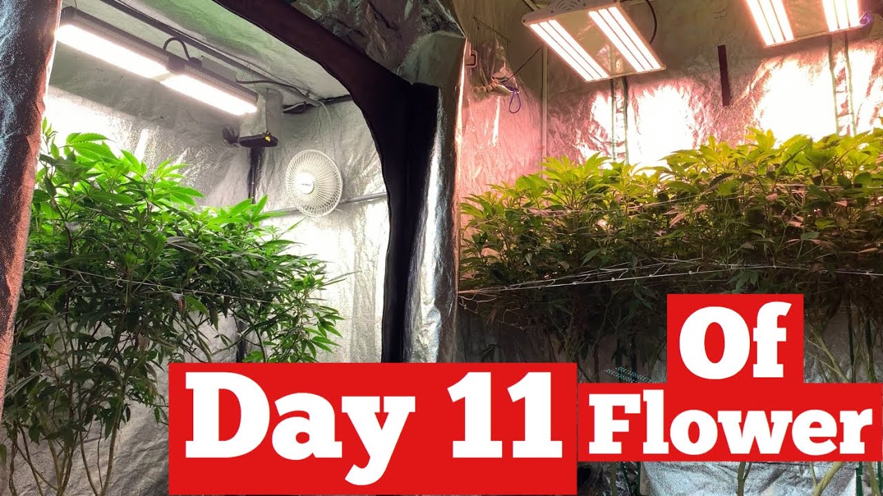 MARSHYDRO  VS ELECTRICSKY DEFOLIATING & WATERING CANNABIS