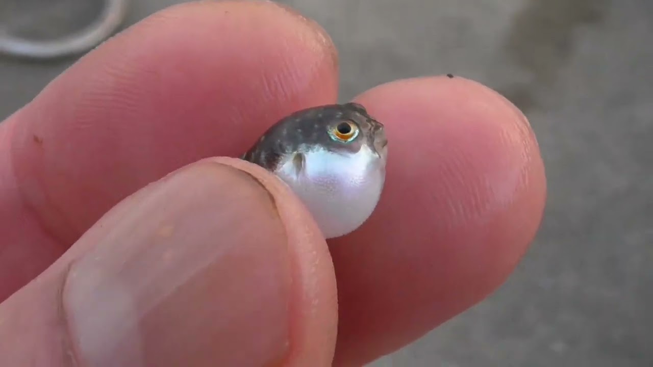 泳いでいるフグ幼魚をキャッチ。こんなに小さいのですが、立派にお腹が大きく膨れます。とてもかわいい魚です。海水温度が上昇する夏場は、魚の産卵と不可の季節です。湾内にはたくさんの小さな生命体でいっぱい。