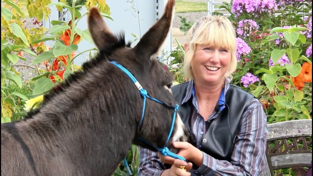 Donkey Training Video Book