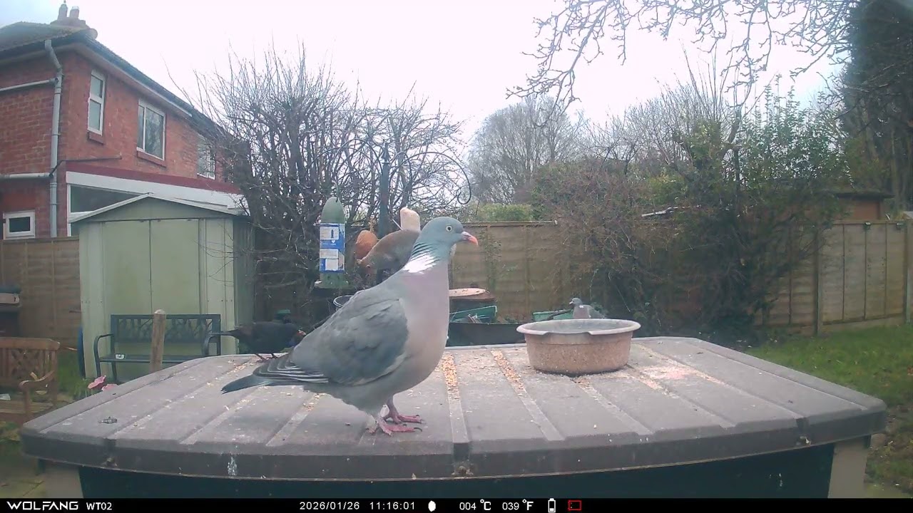 Squirrel Pigeons Blackbird 3