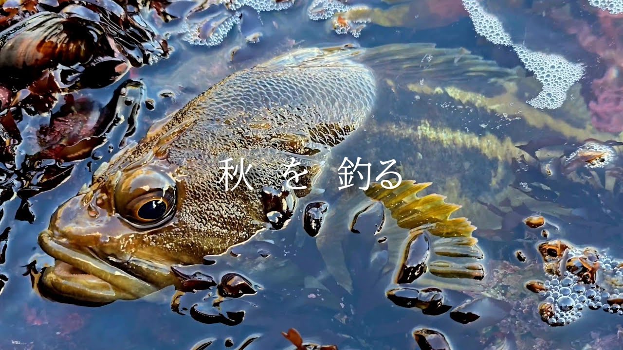 【磯ロック】秋ハイシーズン【北海道】