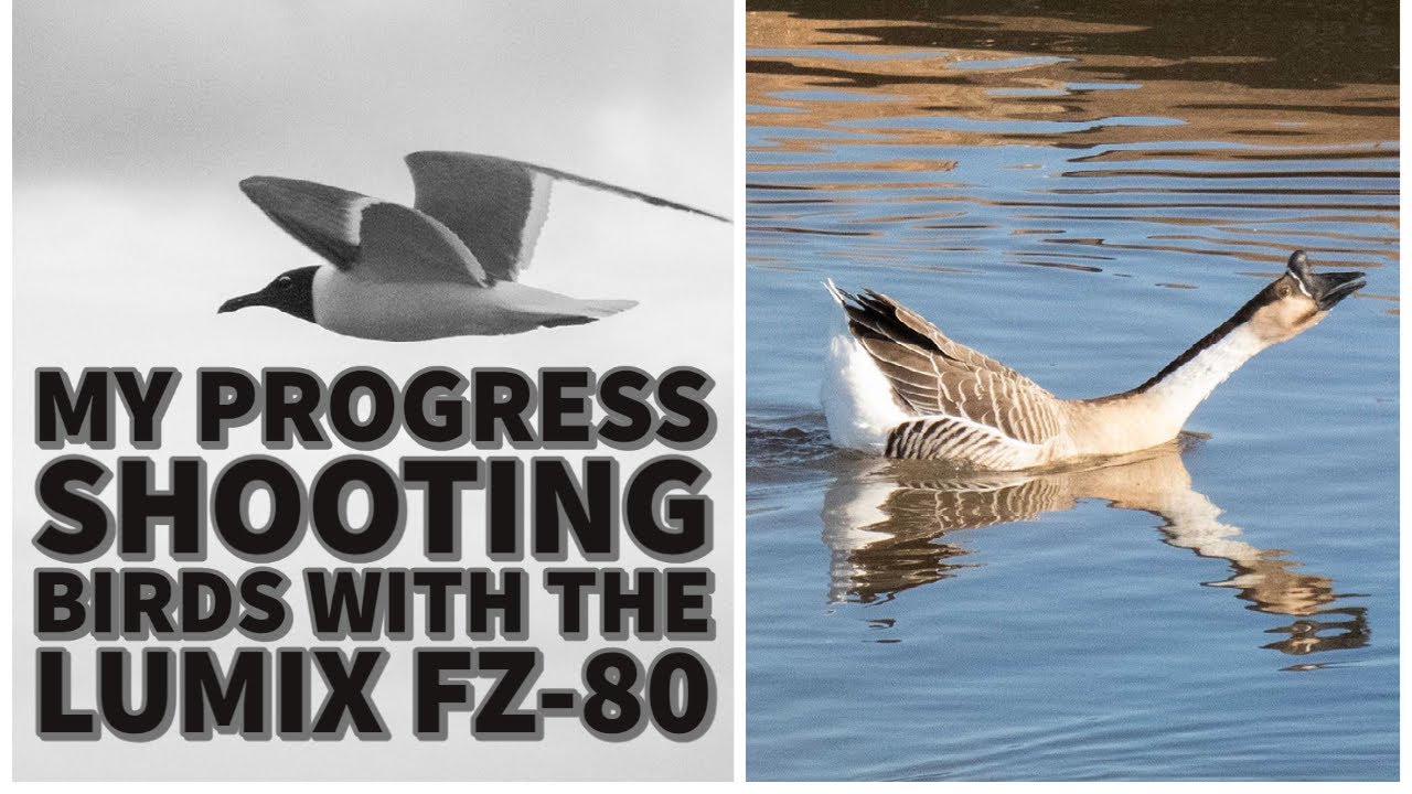 My progress with bird pictures with the Lumix FZ-80 (FZ-82)
