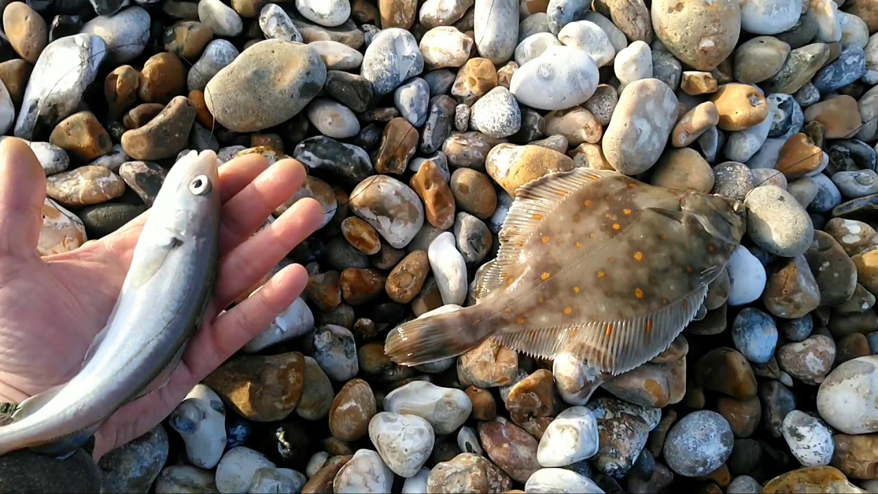 West Sussex Shore Fishing W.S.S.F - Episode 1 : Scratching about!!