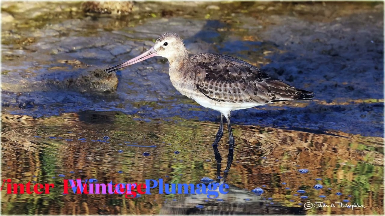 Black tailed Godwit Nov 25