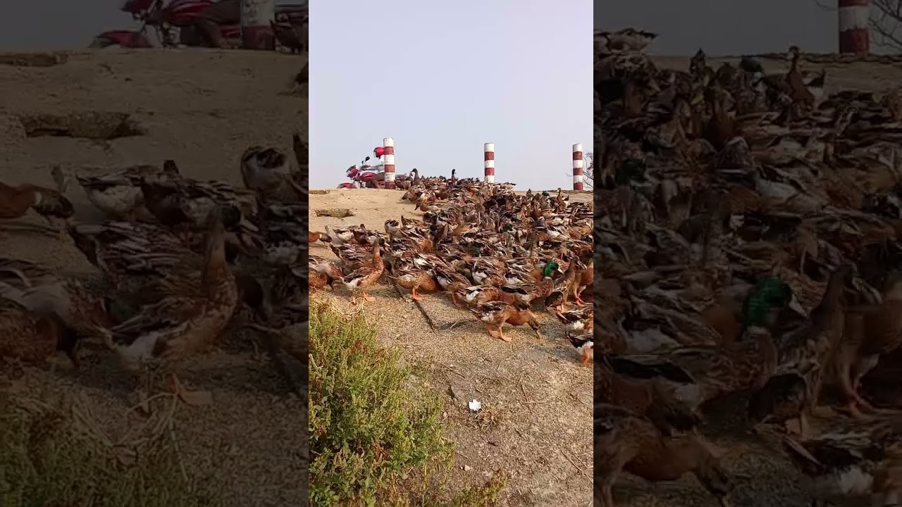 মাশাল্লাহ দেখেন কত সুন্দর হাস যেগুলো দেখে মজা পাবেন 