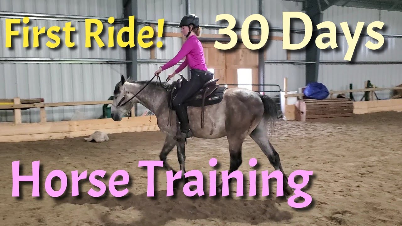 30 Days of Training- Teaching Benny the horse to ride under saddle