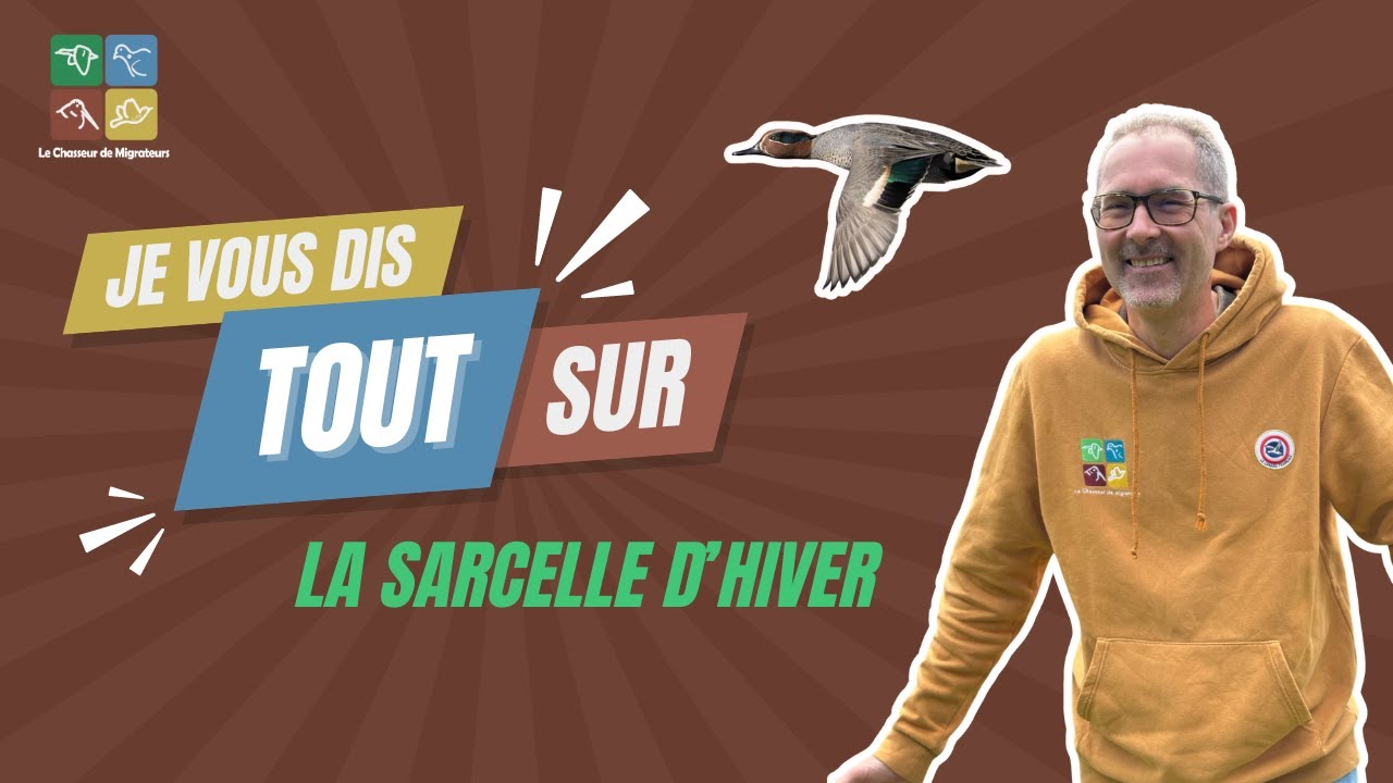 Je vous dis tout sur : LA SARCELLE D'HIVER