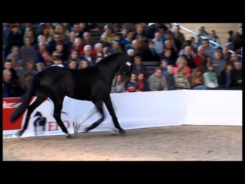 Herald III stallionshow 2014