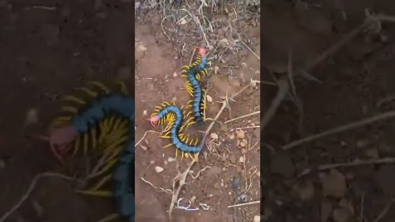 Giant Desert Centipedes  ( Scolpendra Castaneiceps )