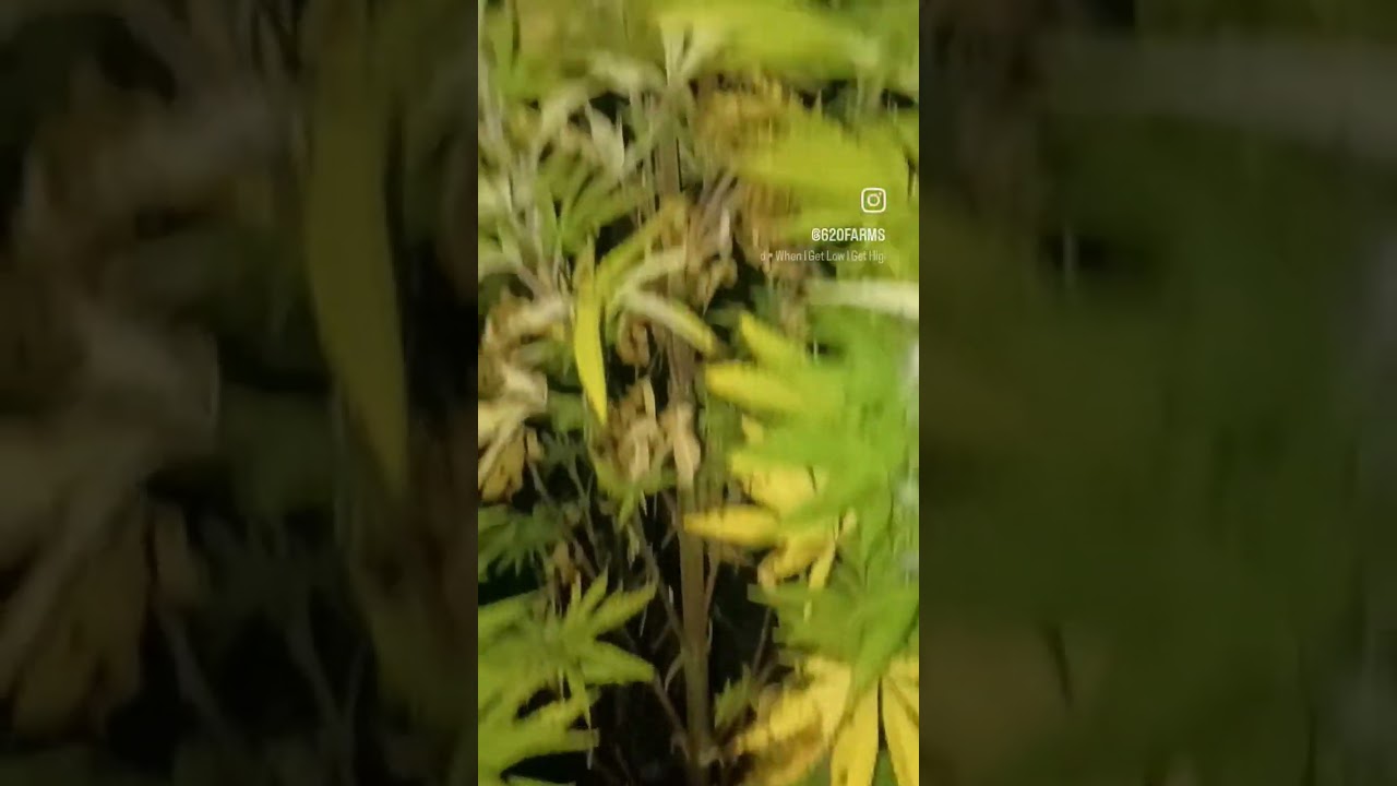 #sungrown #uk #8ft #monster