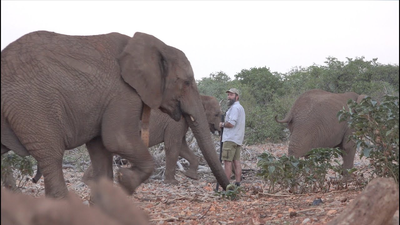 Okutala - Rescue Elephant Release