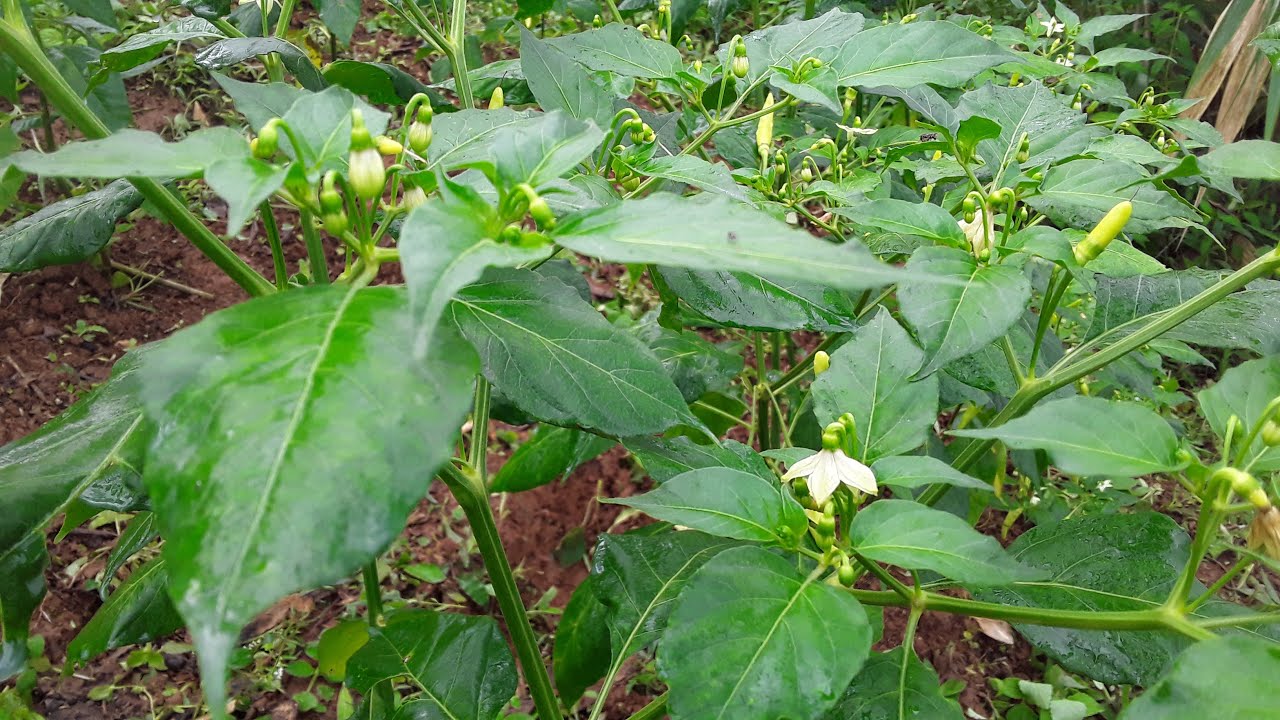 Perawatan Cabe Rawit Masa Pembungaan & Pembuahan