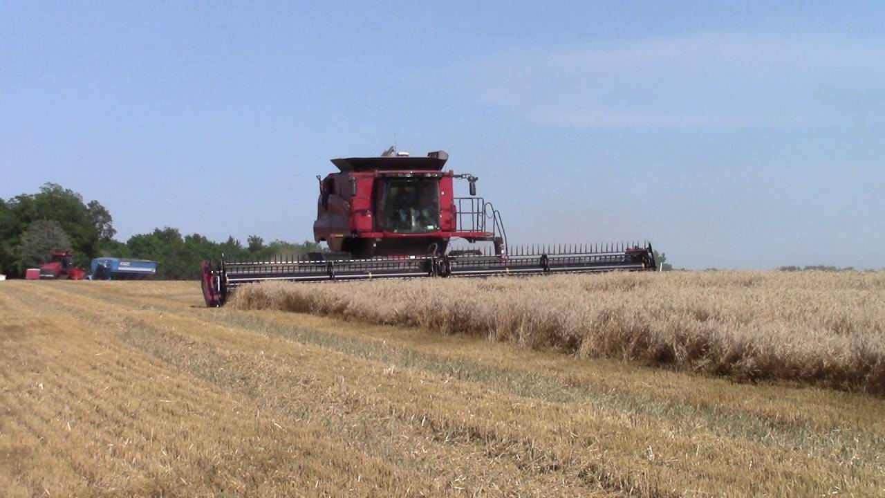 Case IH 9230 Tracked Combine Harvesting Wheat