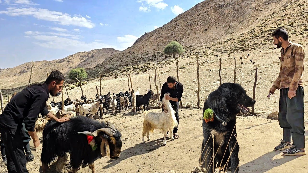 🐐 Nomadic life Iran: Buying native goats in the harshest conditions and grazing fresh goats⛰️🔥