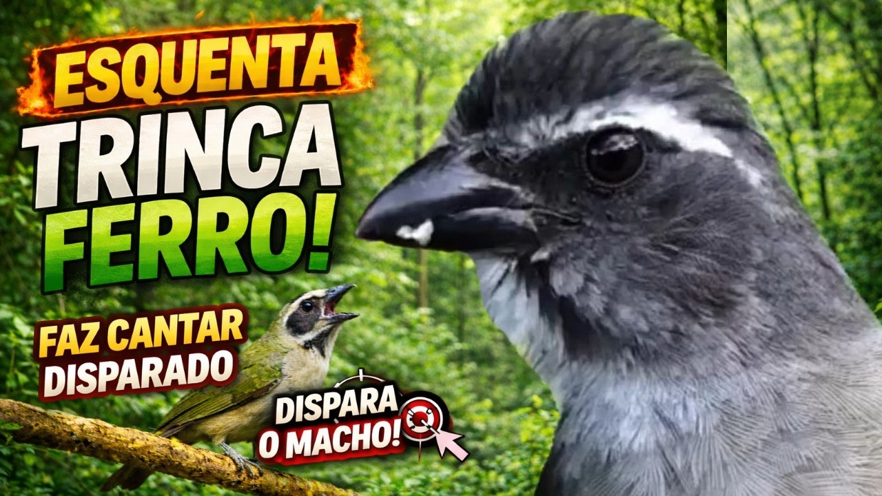 FAZ CANTAR ESQUENTAR TRINCA FERRO FRIO