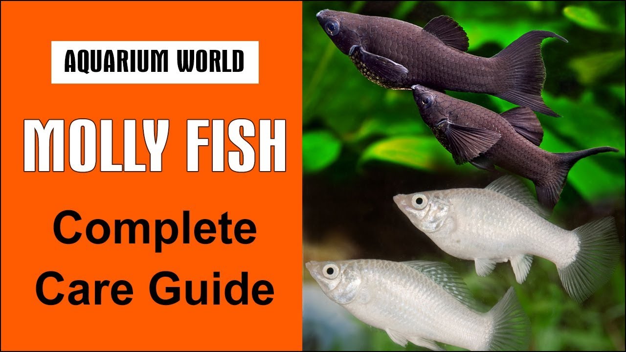 Molly Fish Complete Care Guide