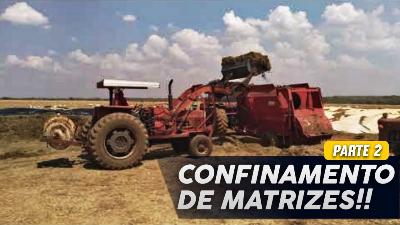 Como é feito o CONFINAMENTO de matrizes NELORE e quais suas vantagens?! (PARTE 02)