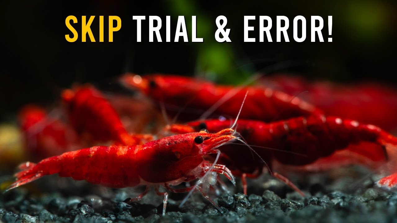 15 Red Cherry Shrimp Tips Most Beginners Learn TOO Late!