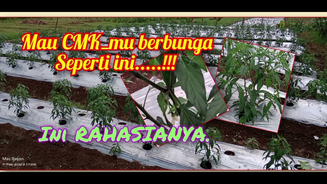 RAHASIA CMK 30 HARI BERBUNGA LEBAT