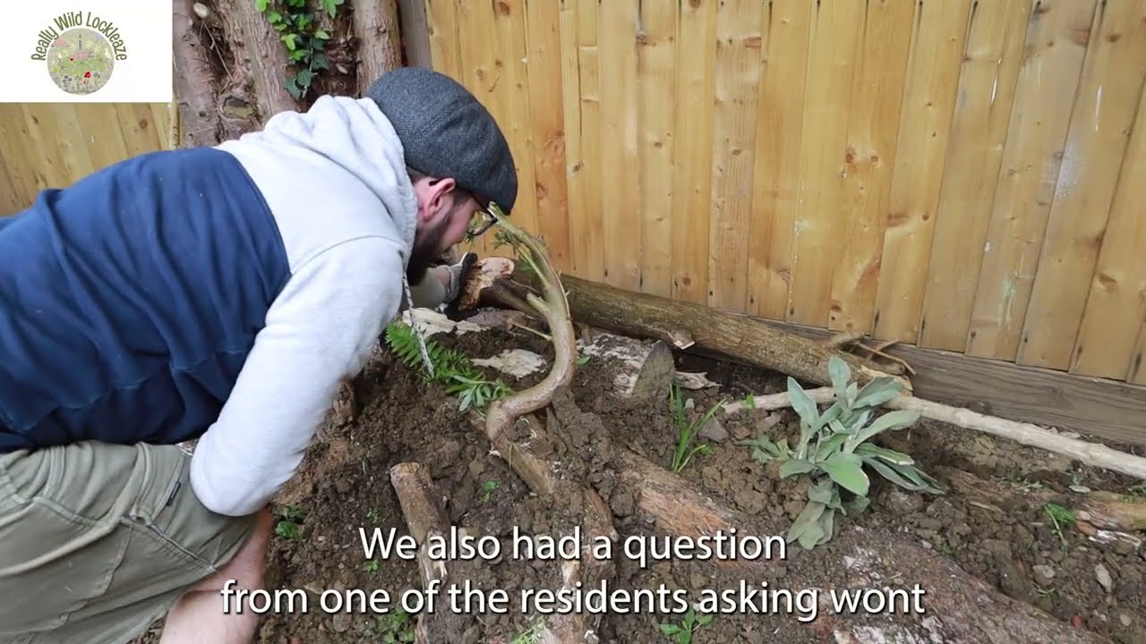 How to make a stumpery for wildlife