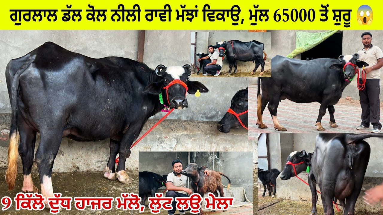 ਗੁਰਲਾਲ ਡੱਲ ਕੋਲ 3 ਮੱਝਾਂ ਝੋਟੀਆਂ/ ਨੀਲੀ ਰਾਵੀ ਤੋਹਫ਼ੇ/ ਆ ਮੱਝ 65000 ਵਿੱਚ ਲੈ ਜਾਉ/ ਤਰਨਤਾਰਨ 