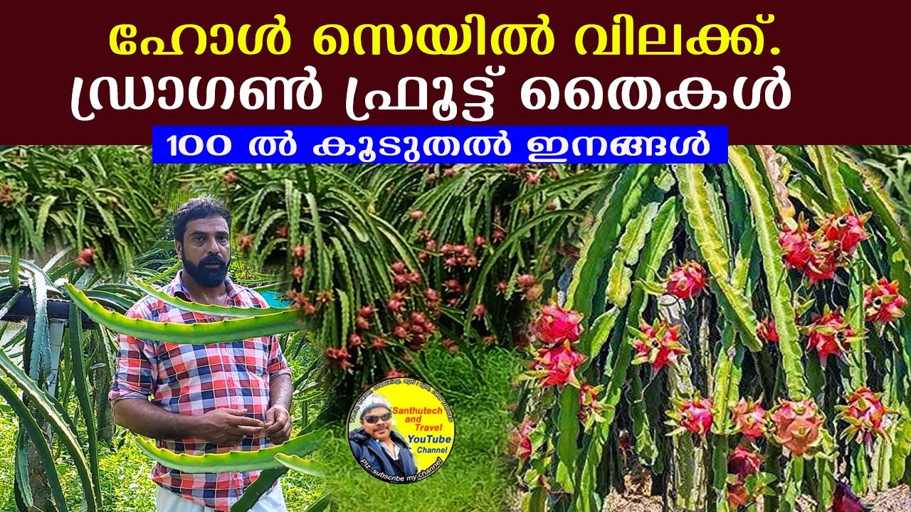 100 ൽ കൂടുതൽ ഇനങ്ങൾ ഹോൾസേൽ വിലക്ക് തൈകൾ | Dragon fruit cultivation #krishi @santhutech86