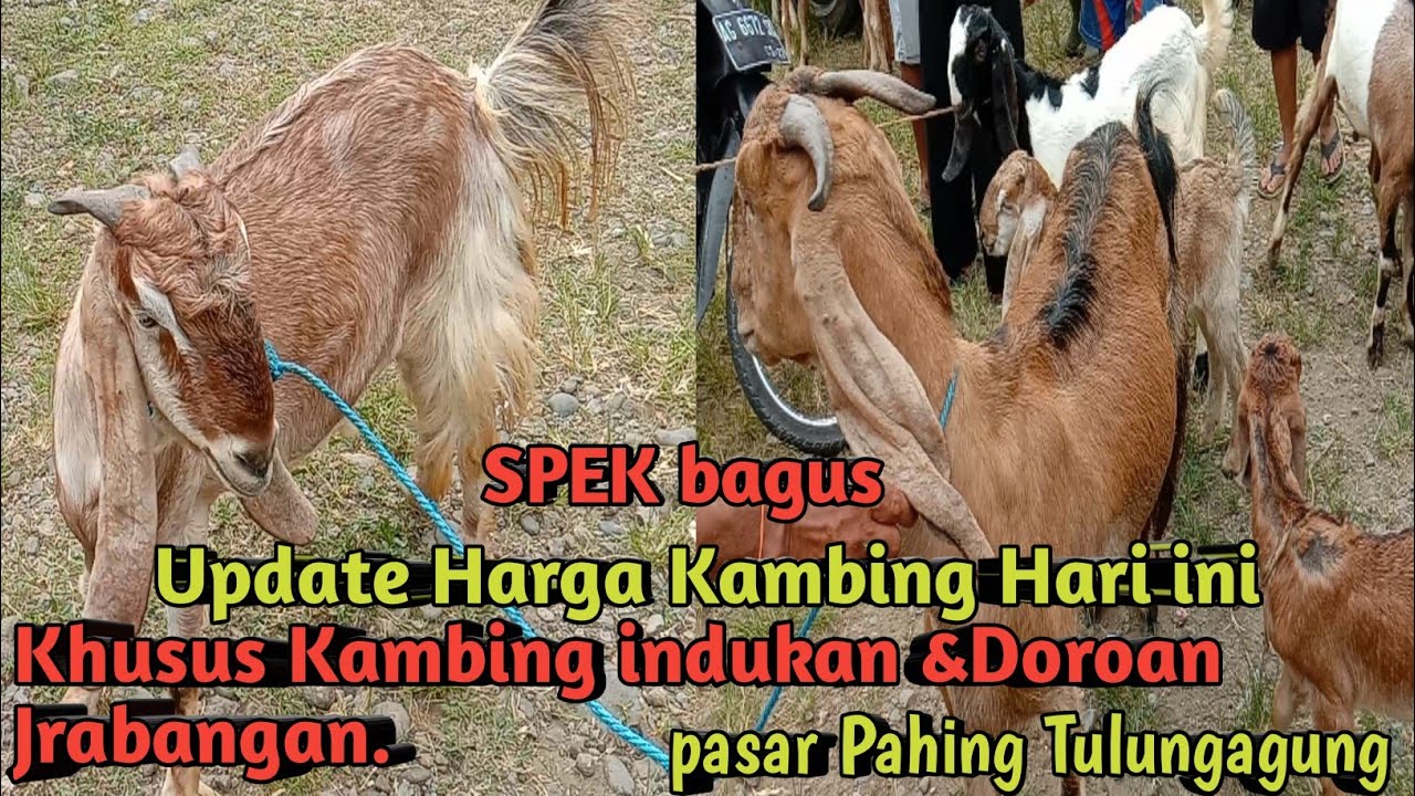 UPDATE HARGA KAMBING KHUSUS INDUKAN DAN DOROAN, SPEK BAGUS BUAT BREDINGAN