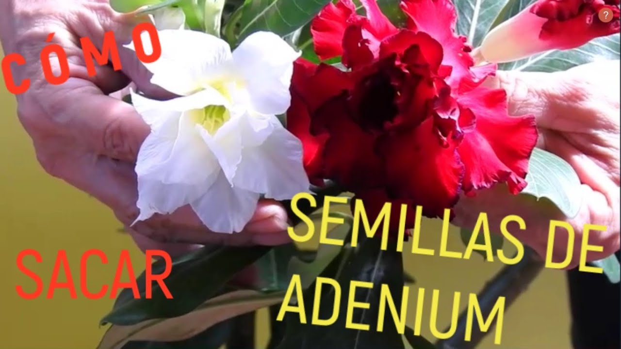 CÓMO SACAR  SEMILLAS DE LA  ROSA DEL DESIERTO  DE VARIOS PÉTALOS