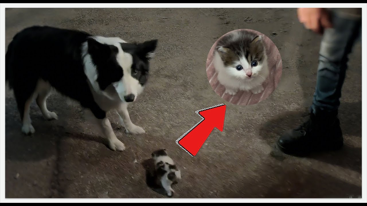 My Dog Found Something in the Sewer... I Wasn't Prepared 😱🐾#rescueefforts #rescue #pets #catrescue