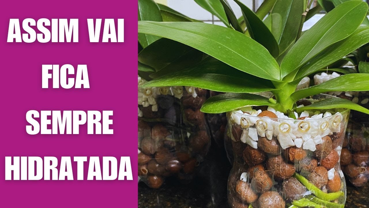 COMO PLANTAR OQUÍDEA NA ARGILA EM SEMI HIDROPONIA JD Orquídeas
