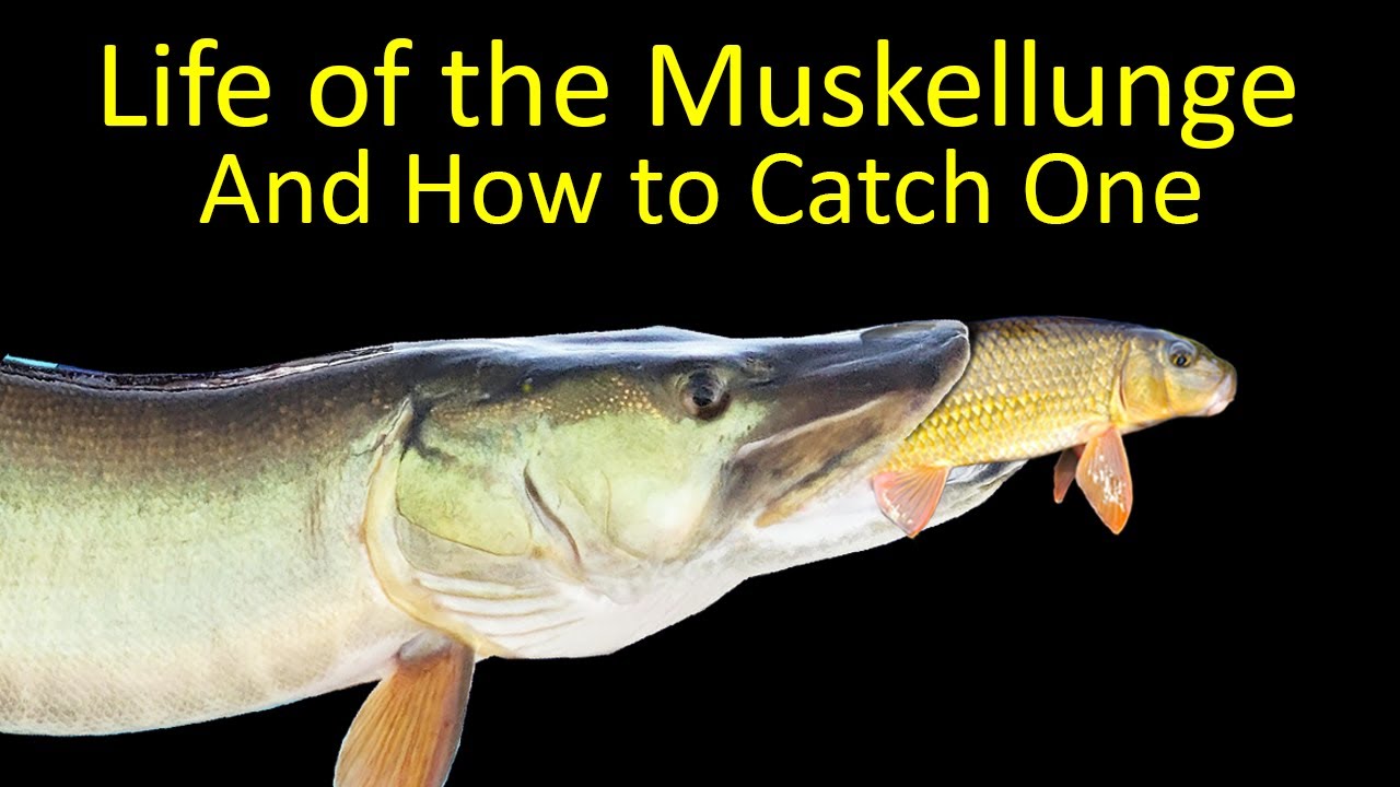 Życie muskellunge i jak złowić piżmowca