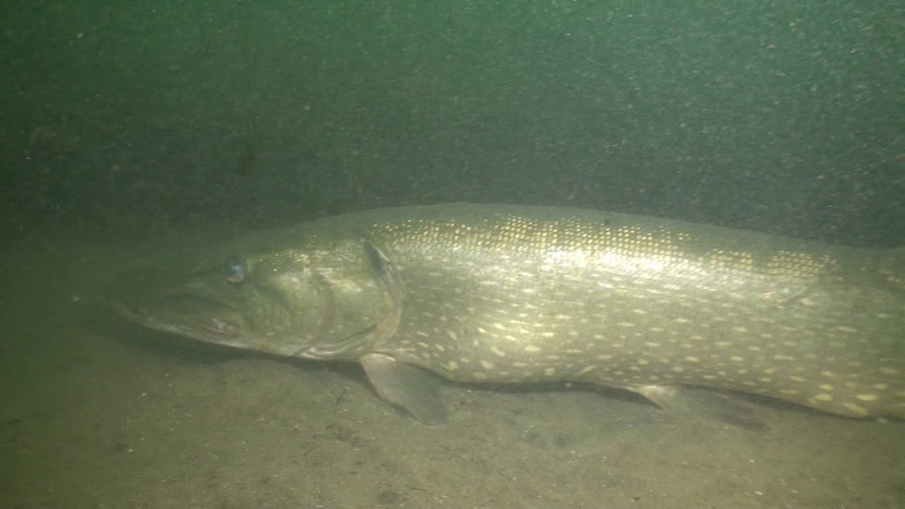 Tijningenplas Zaltbommel grote snoek
