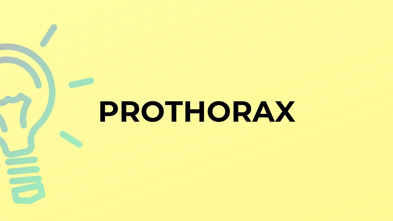 What is the meaning of the word PROTHORAX?