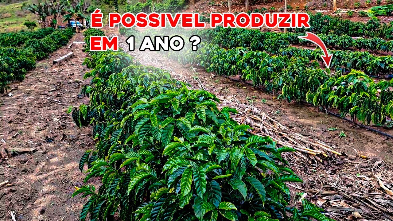 E POSSIVEL CAFE PRODUZIR EM 1 ANO? café clone produzindo em menos de 1 ano