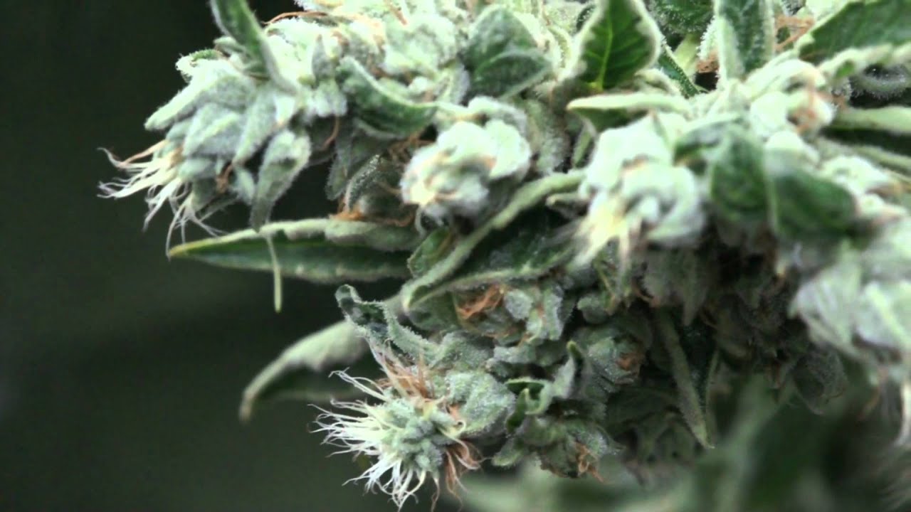 VaderVision - Cannapocalypse Day 115-118